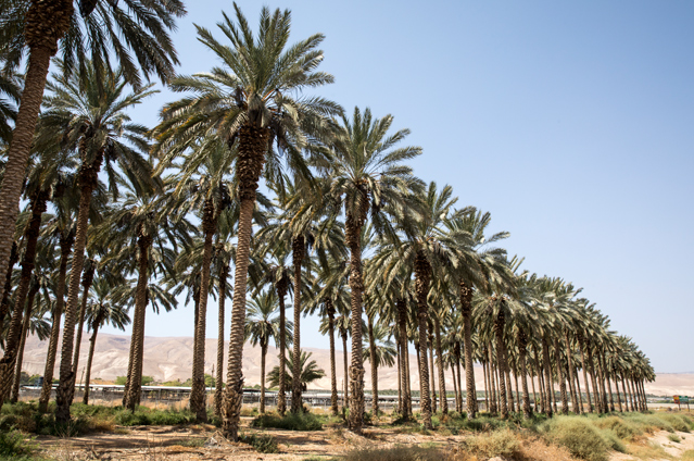 An Israeli settlement date farm close to the village of Al-Auja, in the Jordan Valley, 21 September, 2017. Hundreds of millions of dollars’ worth of goods produced in Israeli settlements built on occupied Palestinian land are exported internationally each year, despite the fact that the vast majority of states have officially condemned the settlements as illegal under international law. © Amnesty International
