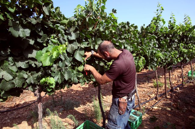 Grape harvest in the Israeli settlement of Psagot, July 2017. The winery at Psagot was founded in 2003 and according to its official website, produces around 350,000 bottles of wine a year, 70 percent of which is exported internationally. Grapes are high value, water intensive crops. © David Silverman/Getty Images