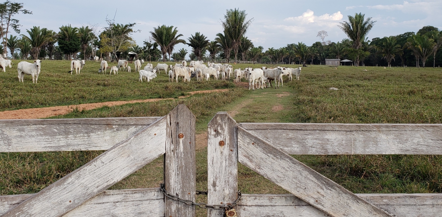 Illegal cattle farming in Brazil's Amazon
