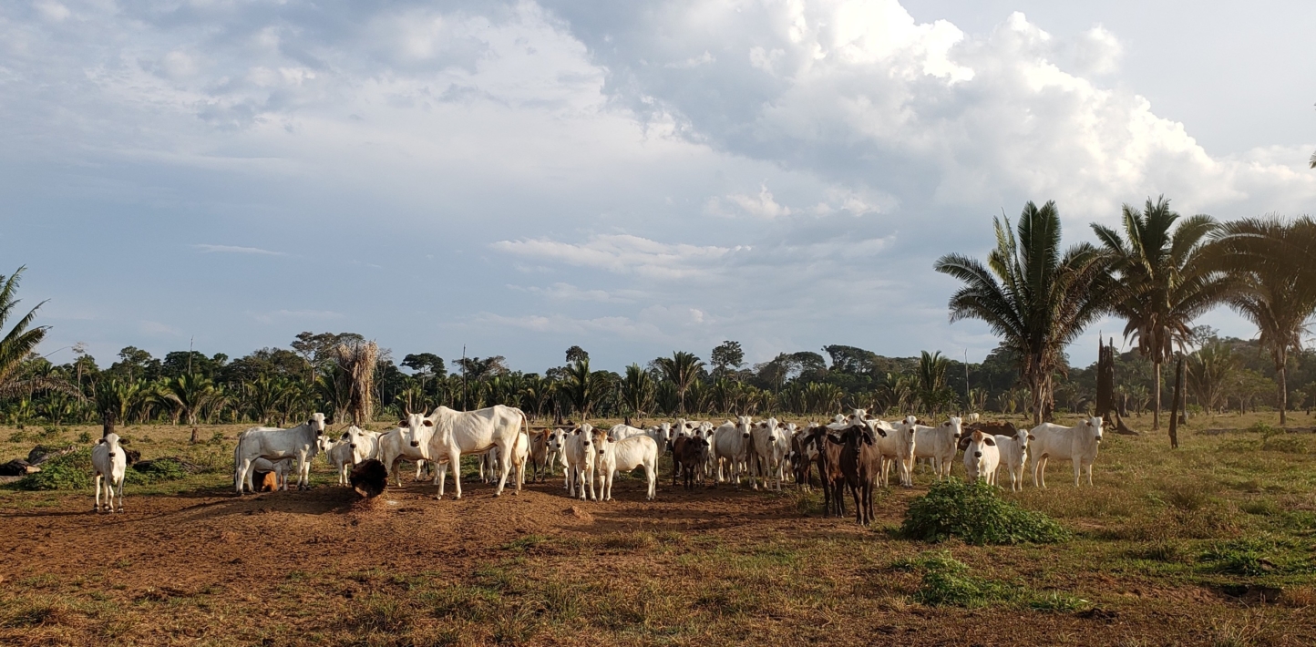 Cattle grazing on pasture in a cattle property inside the Rio Ouro Preto Reserve, in Rondônia state, in July 2019.