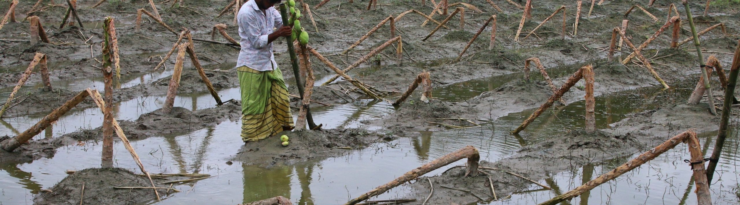 A farmer in Bangladesh tries to salvage a few pieces of fruit after floods wrecked his farmland