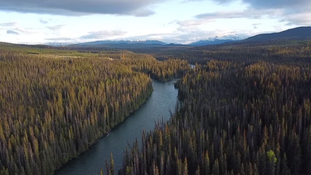 A drone shot of a river cutting through the forest in Wet’suwet’en territory