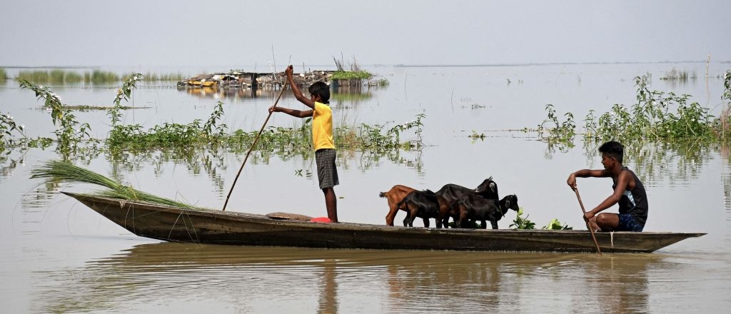 Boys transport livestock in a small boat after severe flooding in Assam in India in August 2023
