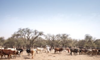 Protect the right to life and justice in Chad