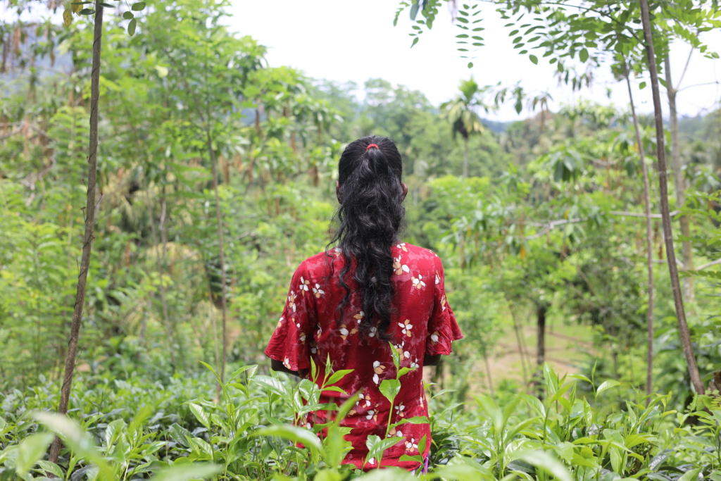Sri Lanka: Malaiyaha Tamil workers in private tea estates suffer serious labour abuses – new report