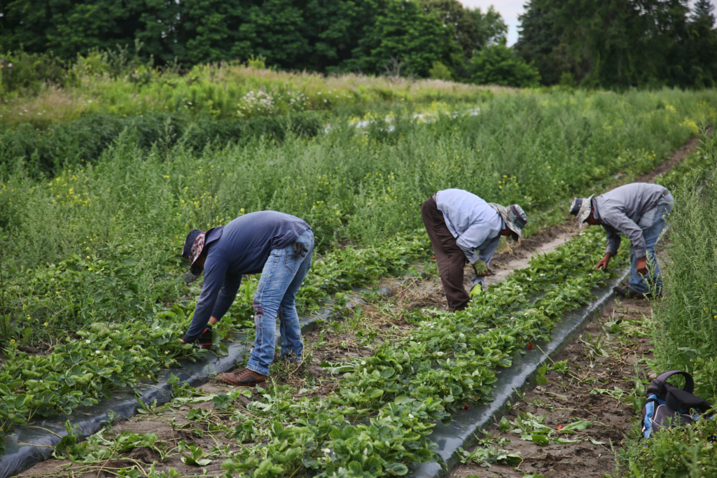 Migrant workers bend down to tend crops on a farm