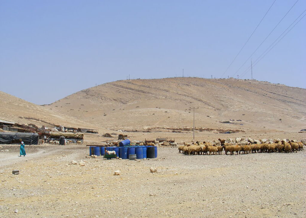 Sheep in a rural area