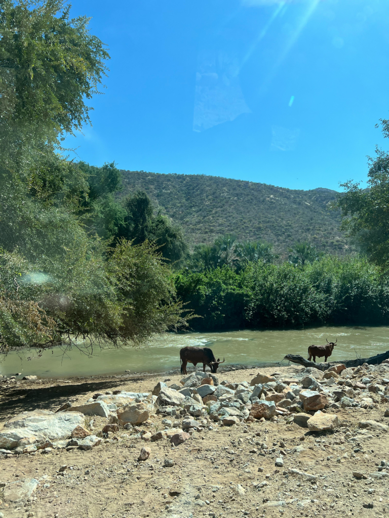 Cattle graze near the drying Kunene riverbed. © Amnesty International, 2025