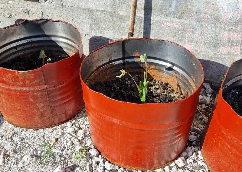 Contenedores rojos con pequeñas plantas en crecimiento.