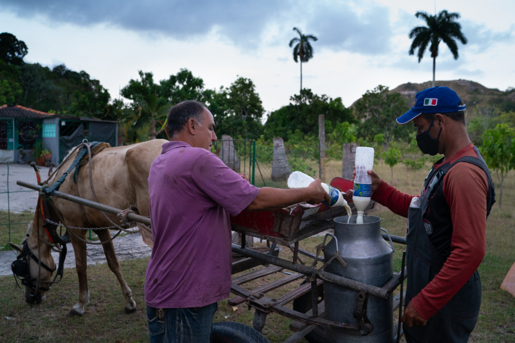 Dos hombres vierten leche de botellas de plástico en un recipiente de metal. El recipiente está sobre un carro unido a un caballo.