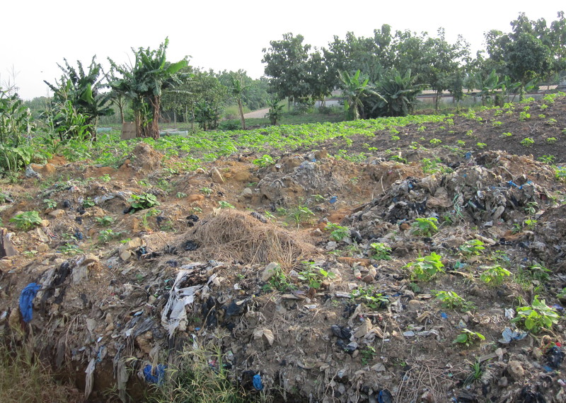 Cultivo de mandioca en el vertedero de Akouedo, julio de 2016