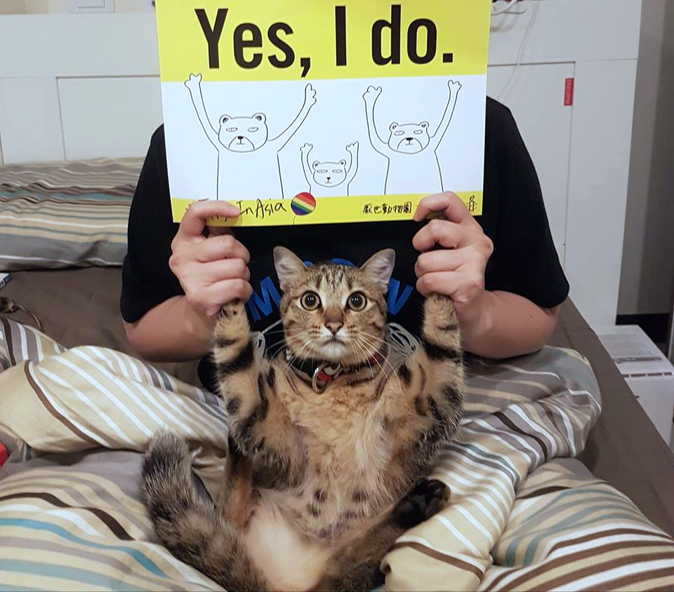 Hasta los gatos participaron en la campaña “Di que sí” de Amnistía Internacional.