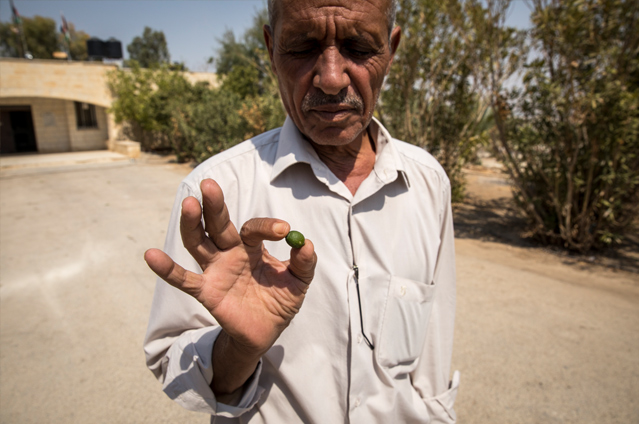 Un miembro del consejo local del pueblo de Al Auja sostiene una lima, que no se ha desarrollado totalmente. Explica que, desde mediados se la década de 1990, los limeros producen frutas y cosechas cada vez más pequeñas a causa de la falta de agua. © Amnesty International