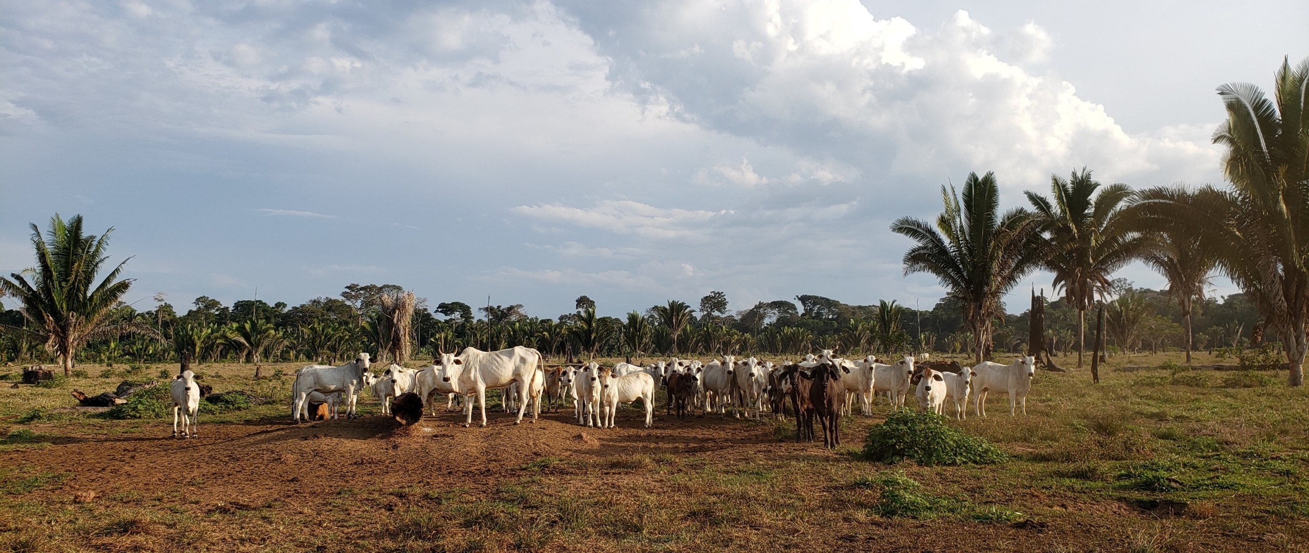 Cattle Farming In Brazil : How Brazil and China can move to sustainable ...