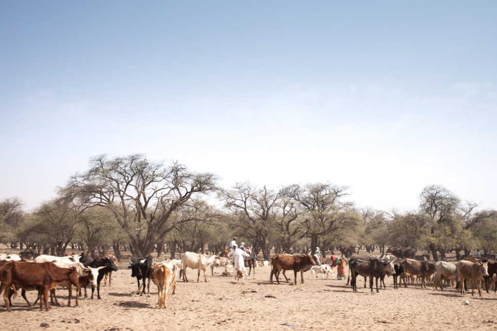A herder walks among his herd of livestock on the road between Adre and Farchana, in the region of Ouaddaï, Chad, on 25 March 2019.