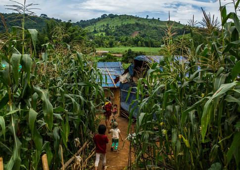 Des enfants jouant dans les champs de maïs, dans le nouveau camp de Mine Yu Lay IDP camp, dans le canton de Kutkai, dans le nord de l'État chan. © Minzayar Oo - Panos / Amnesty International