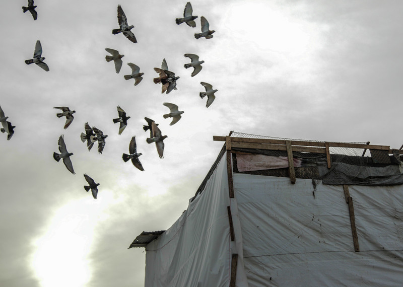 Des pigeons volent au-dessus d’un abri.