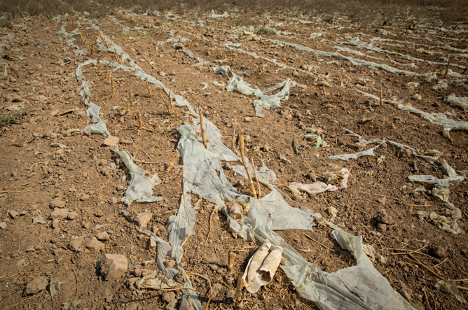 Les restes desséchés de la plantation de courges d’Issa Nijoum, dans un champ à l’extérieur du village d’al Auja. © Amnesty International